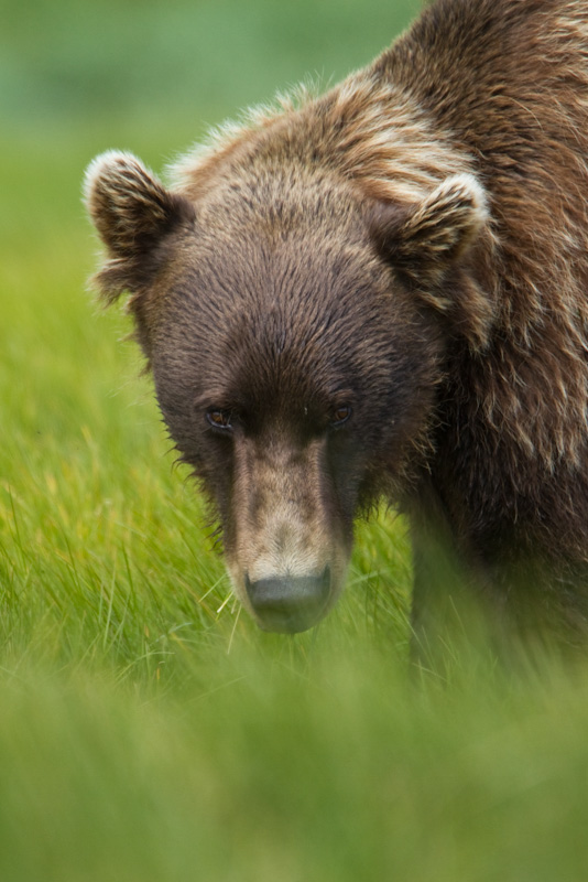 Grizzly Bear Eating Sedges
